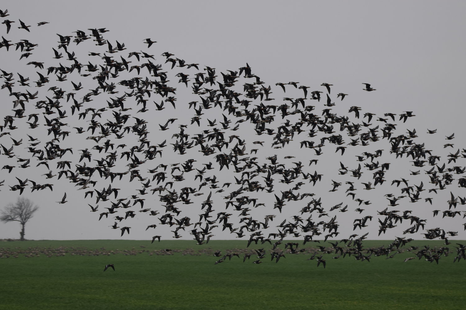 Winter  birding  tour (Bulgaria)